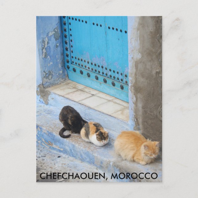 Cats, Chefchaouen, Morocco Postcard (Front)