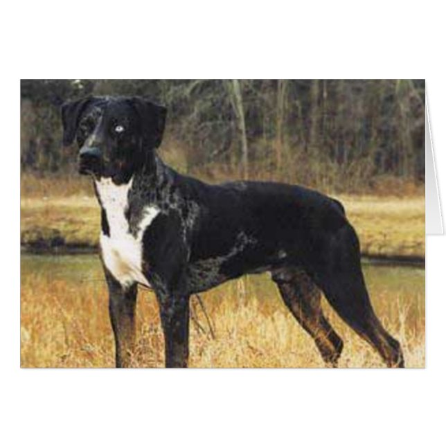 Cats Cradle Catahoula (Front Horizontal)