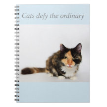 "Cats defy the ordinary" Phoebe Notebook