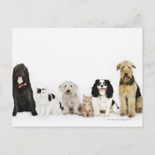 Cats & Dogs Postcard