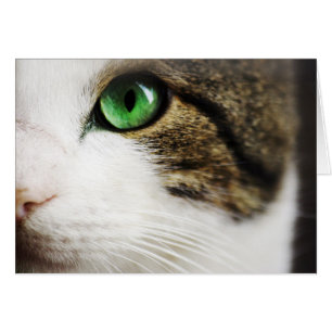 Cat's eye