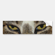 Cat's eye