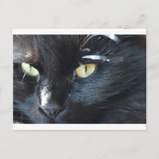Cat's Eyeing You Postcard