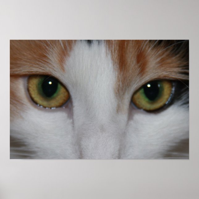 Cat's Eyes Poster (Front)