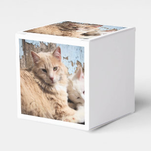 Cats Favor Box