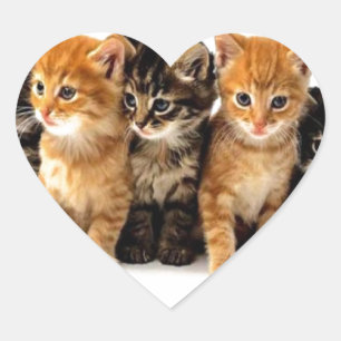 CATS HEART STICKER