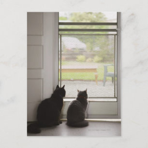 Cats looking out screen door postcard