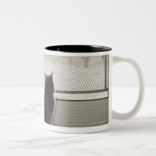 Cats looking out screen door Two-Tone coffee mug