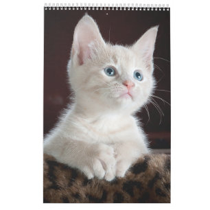 Cats lover Calendar
