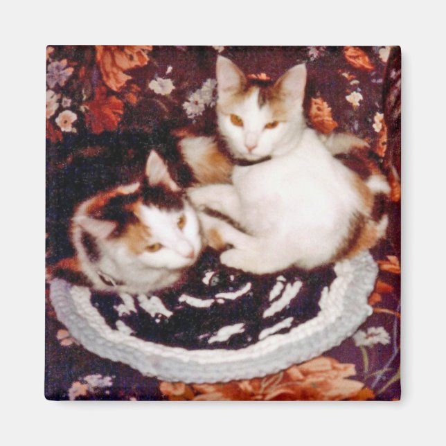 Cats Magnet (Front)