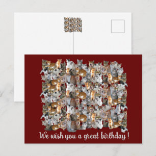 Cats meeting point - cute birthday postcard