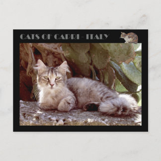 Cats of Capri - Italy Postcard