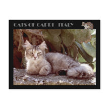 Cats of Capri - Italy