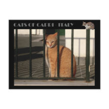 Cats of Capri, red orange tabby cat  - Italy
