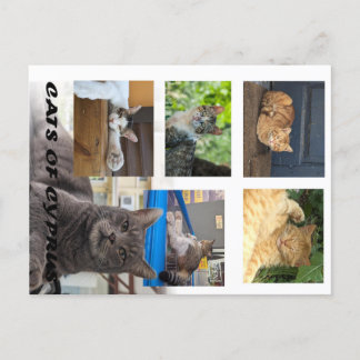 Cats of Cyprus postcard