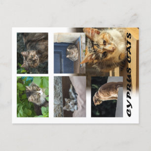 Cats of Cyprus postcard
