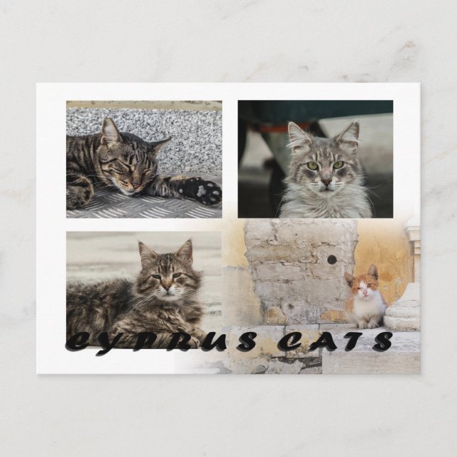 Cats of Cyprus postcard (Front)