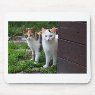 Cats out playing mouse pad