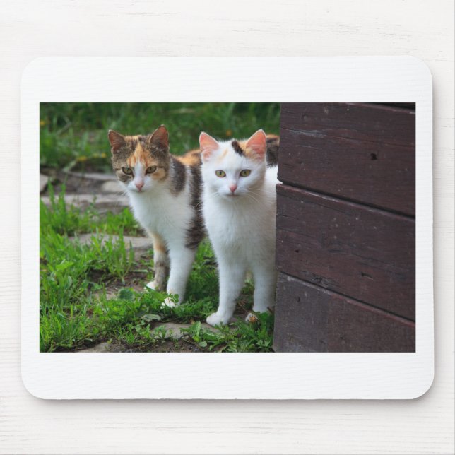 Cats out playing mouse pad (Front)