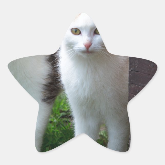 Cats out playing star sticker (Front)