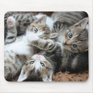 cats, pets, hangovers mouse pad