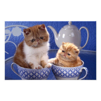 cats photo print