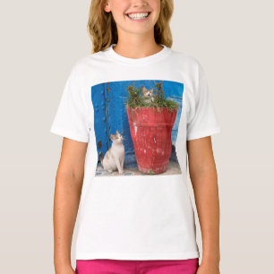 Cats playing around, Rabat, Morocco T-Shirt