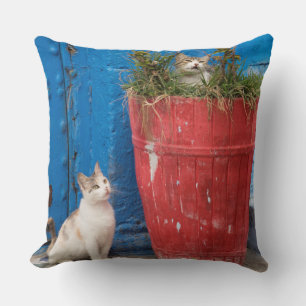 Cats playing around, Rabat, Morocco Throw Pillow