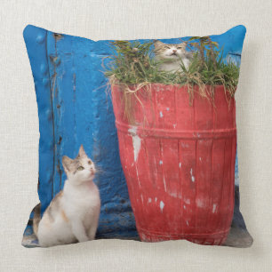 Cats playing around, Rabat, Morocco Throw Pillow