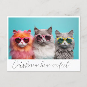 Cats Postcard