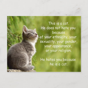 Cats Postcard