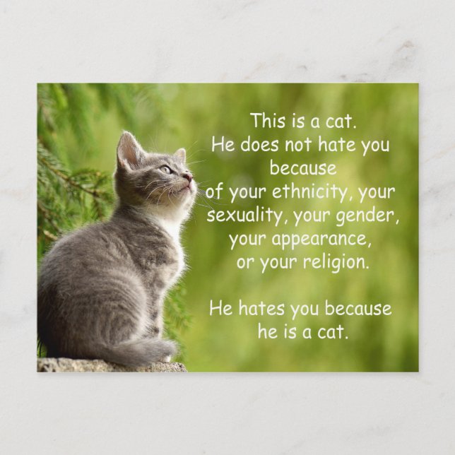 Cats Postcard (Front)