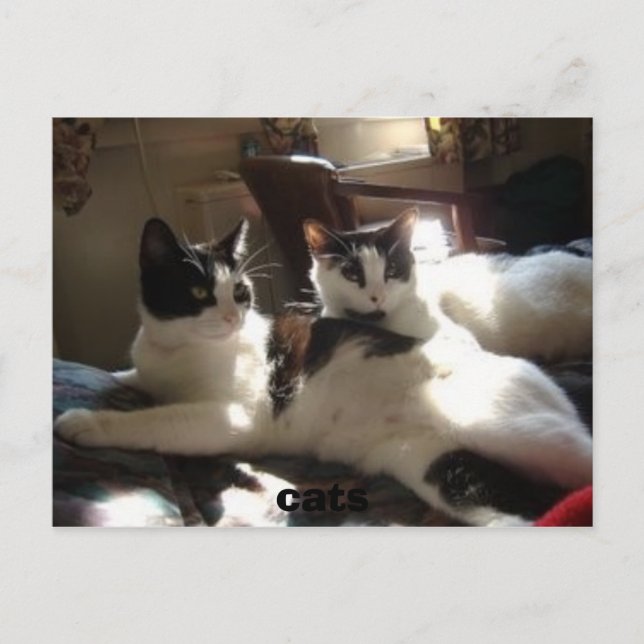 cats postcard (Front)