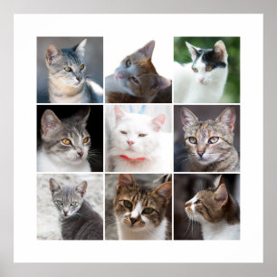 CATS POSTER