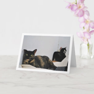 Cats Relaxing Card