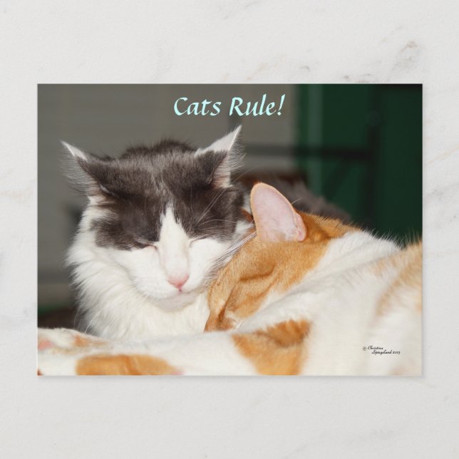 Cats Rule Cute Postcard (Front)