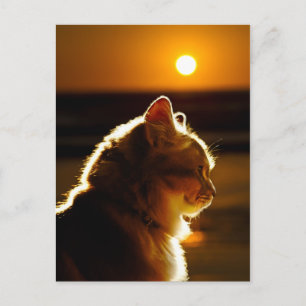 Cats Sunset Postcard