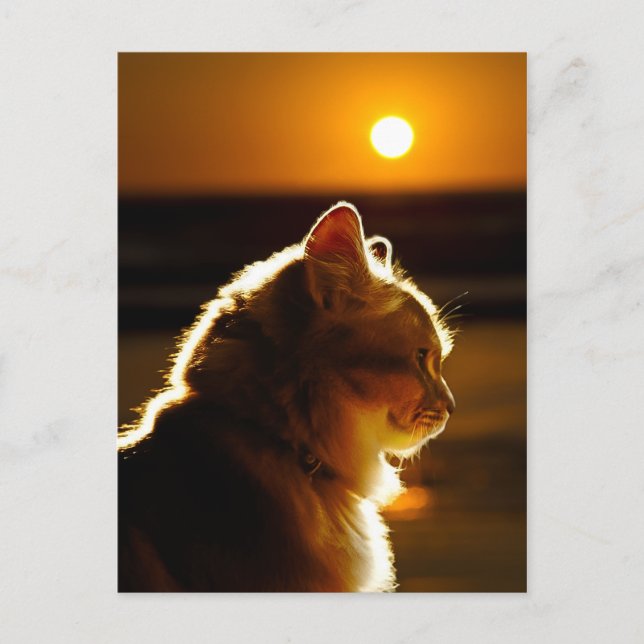 Cats Sunset Postcard (Front)