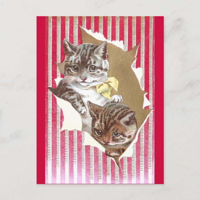 Cats Tear Through Wrapping Paper Postcard (Front)