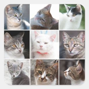 CATS template - change photo Square Sticker