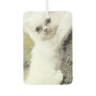 Cats, Tender, Little cat Air Freshener
