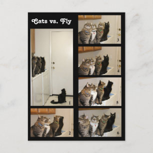 Cats vs Fly Postcard