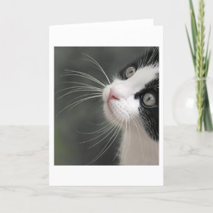 Cats Whiskers Card