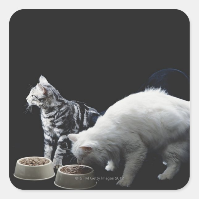 Cats with bowl of food square sticker (Front)