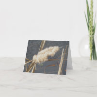 Cattail in March Note Card