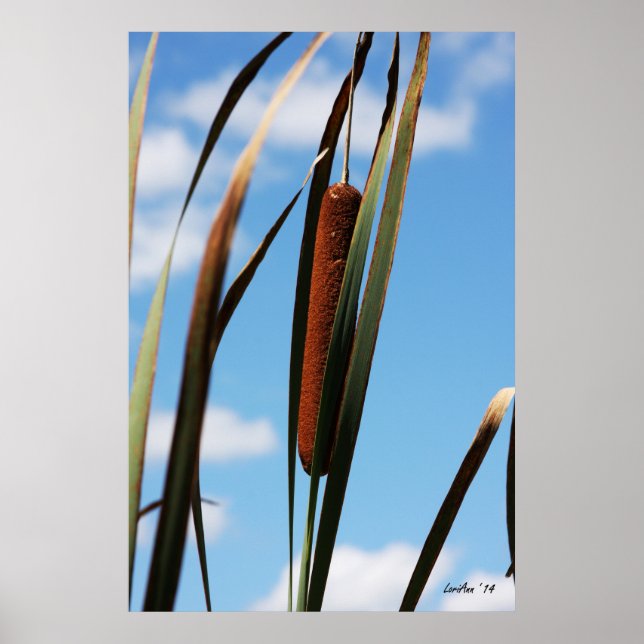 Cattail Poster (Front)