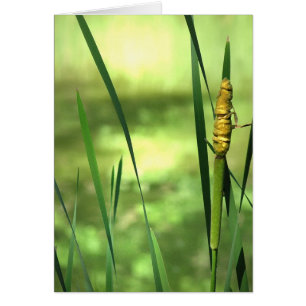 Cattails à l'étang