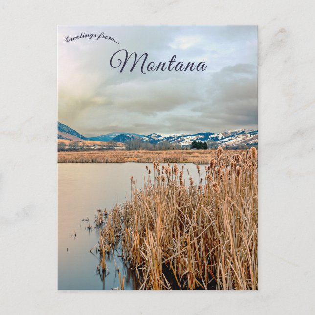 Cattails at James River Bozeman Montana Postcard (Front)