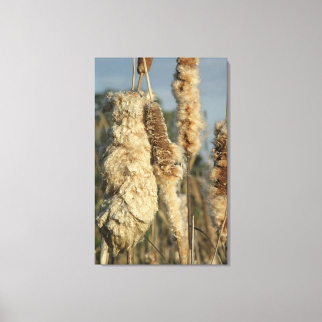 Cattails Canvas Print (Front)