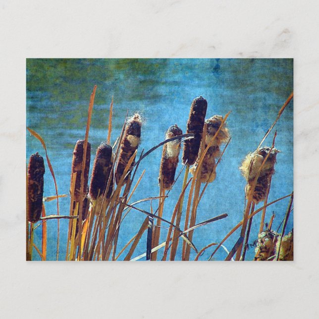 Cattails on the Pond Postcard (Front)